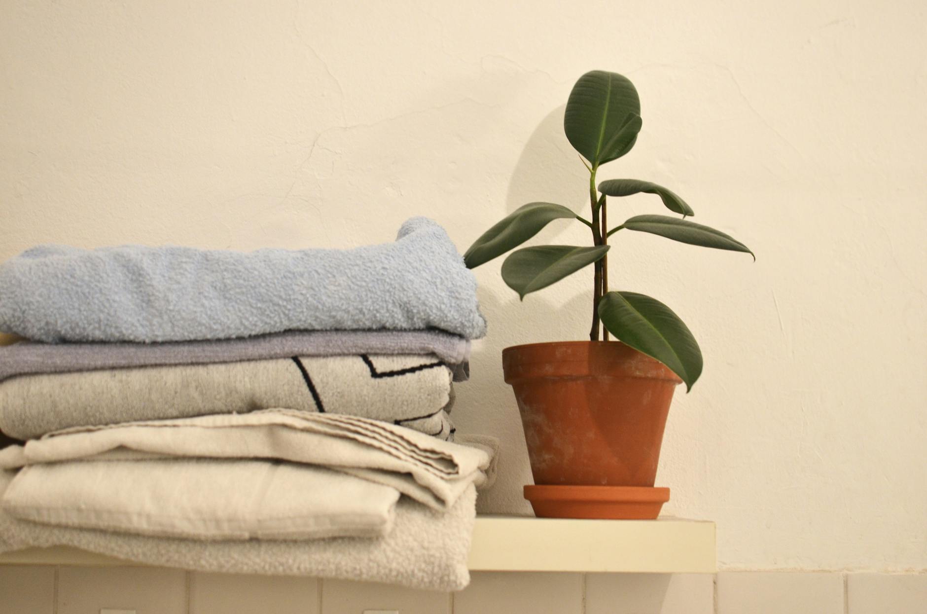 potted green ficus arranged with stack of towels
