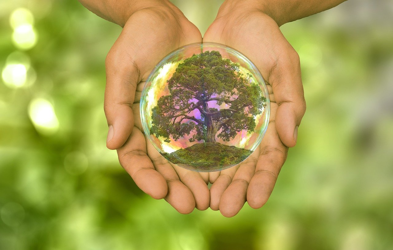 growth, development, nature-6756491.jpg